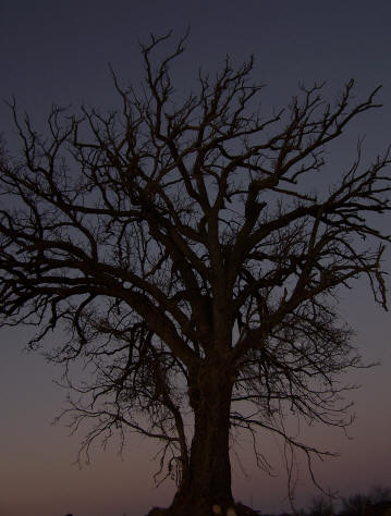 Halloween tree picture taken during a ghost hunt