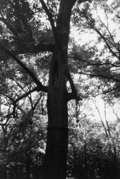 Bachelor's Grove spooky tree during ghost hunt